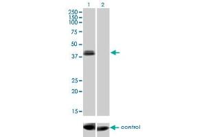 Western Blotting (WB) image for anti-Orthodenticle Homeobox 1 (OTX1) (AA 10-116) antibody (ABIN518552)