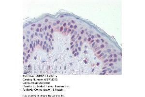 Immunohistochemistry with Human Skin lysate tissue at an antibody concentration of 5. (NR2C1 Antikörper  (N-Term))