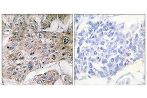 Immunohistochemistry (IHC) image for anti-COX7S/A2 (N-Term) antibody (ABIN1850330) (COX7S/A2 (N-Term) Antikörper)