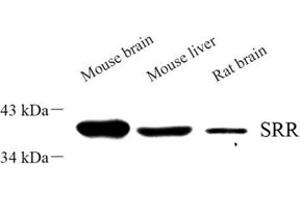 Western blot analysis of srr (ABIN7075554) at dilution of 1: 500