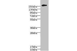 Western blot All lanes: CSPG4 antibody at 2. (NG2 Antikörper  (AA 1950-2210))