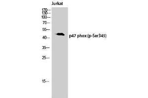 Western Blotting (WB) image for anti-Neutrophil Cytosol Factor 1 (NCF1) (pSer345) antibody (ABIN3182707) (NCF1 Antikörper  (pSer345))