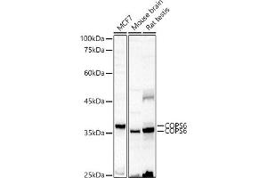 Western blot analysis of extracts of various cell lines, using COPS6 antibody (ABIN6130710, ABIN6138885, ABIN6138886 and ABIN6222868) at 1:500 dilution. (COPS6 Antikörper  (AA 58-327))