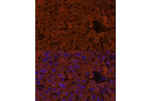 Immunofluorescence analysis of mouse liver using HMGCS2 Polyclonal Antibody (ABIN7265329) at dilution of 1:100 (40x lens). (HMGCS2 Antikörper  (AA 269-508))