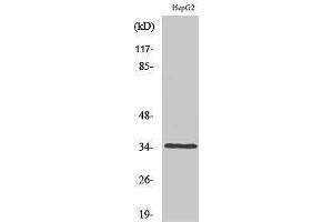 Western Blotting (WB) image for anti-Caspase 6, Apoptosis-Related Cysteine Peptidase (CASP6) (Ser1981) antibody (ABIN3179905) (Caspase 6 Antikörper  (Ser1981))