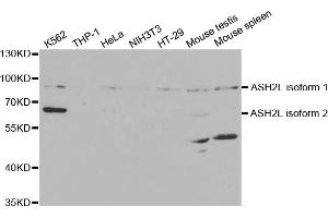 Western blot analysis of extracts of various cell lines, using ASH2L antibody (ABIN5973125) at 1/1000 dilution. (ASH2L Antikörper)