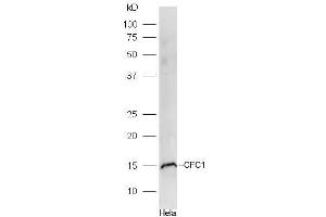 Hela lysates probed with CFC1 Polyclonal Antibody, Unconjugated  at 1:300 dilution and 4˚C overnight incubation. (CFC1 Antikörper  (AA 1-100))