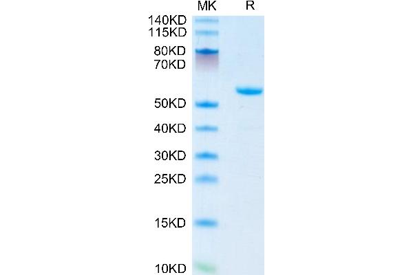 APOA1 Protein (AA 25-264) (Fc Tag)