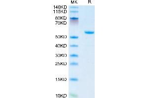Mouse APOA1 on Tris-Bis PAGE under reduced condition. (APOA1 Protein (AA 25-264) (Fc Tag))