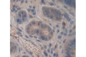 IHC-P analysis of Mouse Tissue, with DAB staining. (Lactoferrin Antikörper  (AA 550-707))