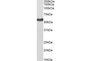 Biotinylated ABIN5539841 (0. (KPNA2 Antikörper  (C-Term) (Biotin))