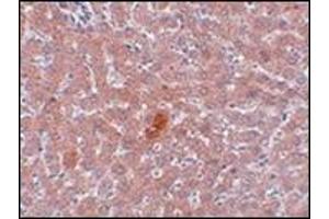 Immunohistochemistry of JMJD1A in rat liver tissue with this product at 5 μg/ml. (KDM3A Antikörper  (N-Term))