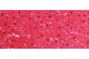 Detection of ARG in Human Liver Tissue using Monoclonal Antibody to Arginase (ARG) (ARG Antikörper  (AA 1-322))