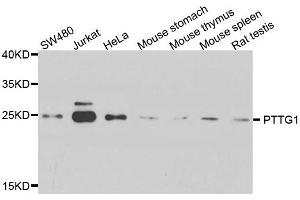 Western blot analysis of extract of various cells, using PTTG1 antibody. (PTTG1 Antikörper)