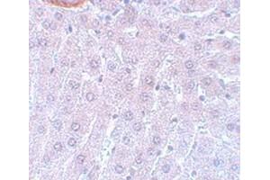 Immunohistochemical staining of rat liver tissue with CDC27 polyclonal antibody  at 5 ug/mL dilution. (CDC27 Antikörper  (C-Term))