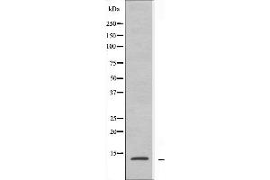Western blot analysis of extracts from A549 cells using RPL30 antibody. (RPL30 Antikörper  (C-Term))