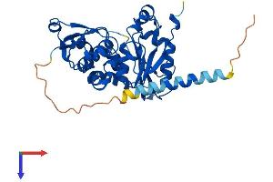 FUT2 Protein (AA 1-343) (His tag)
