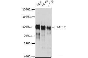 Western blot analysis of extracts of various cell lines using L3MBTL2 Polyclonal Antibody at dilution of 1:1000. (L3MBTL2 Antikörper)