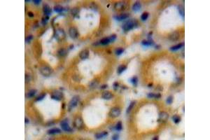 IHC-P analysis of Kidney tissue, with DAB staining. (Kallikrein 1 Antikörper  (AA 25-261))