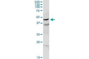 C17orf75 MaxPab rabbit polyclonal antibody. (C17orf75 Antikörper  (AA 1-396))