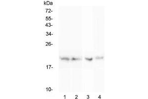 Western blot testing of rat 1) spleen, 2) thymus, 3) lung and 4) testis lysate with BCMA antibody at 0.