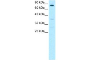 Western Blotting (WB) image for anti-Forkhead Box E3 (FOXE3) antibody (ABIN2460421) (FOXE3 Antikörper)