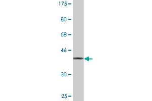 Western Blot detection against Immunogen (35. (SIGLEC12 Antikörper  (AA 503-595))