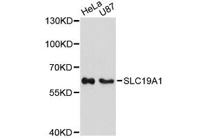 Western blot analysis of extracts of various cell lines, using SLC19A1 antibody (ABIN6291461) at 1:3000 dilution. (SLC19A1 Antikörper)