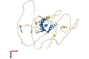 FOXN3 Protein (AA 1-490) (His tag)