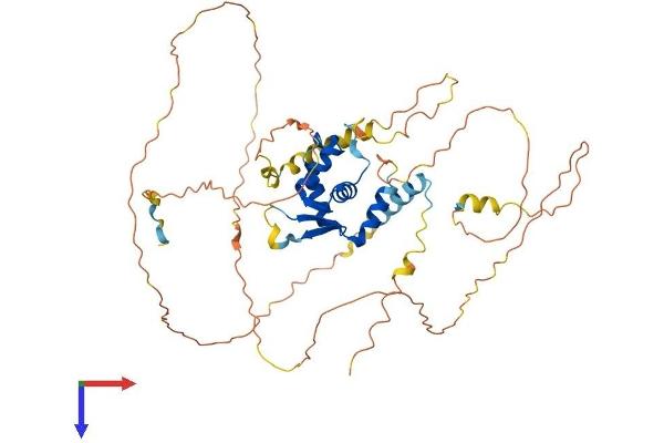 FOXN3 Protein (AA 1-490) (His tag)