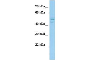 Host: Rabbit Target Name: Tinag Sample Type: Rat Testis lysates Antibody Dilution: 1. (TINAG Antikörper  (Middle Region))