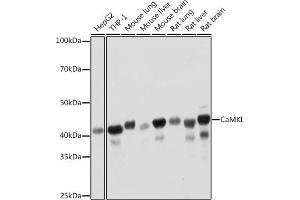 Western blot analysis of extracts of various cell lines, using CaMKI Rabbit mAb (ABIN7266016) at 1:1000 dilution. (CAMK1 Antikörper)