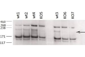 Western Blotting (WB) image for anti-Zinc Finger, CCHC Domain Containing 11 (ZCCHC11) (AA 830-844) antibody (ABIN1105101) (ZCCHC11 Antikörper  (AA 830-844))