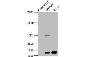 Immunoprecipitating IFITM3 in HepG2 whole cell lysate Lane 1: Rabbit control IgG instead of ABIN7156687 in HepG2 whole cell lysate. (IFITM3 Antikörper  (AA 1-57))