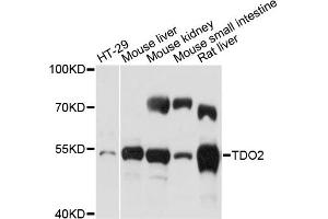 Western blot analysis of extracts of various cell lines, using TDO2 antibody (ABIN6292384) at 1:500 dilution. (TDO2 Antikörper)