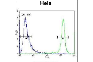 Flow cytometric analysis of Hela cells (right histogram) compared to a negative control cell (left histogram). (DRG1 Antikörper  (C-Term))