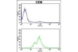 PRKCA Antibody (N-term) (ABIN652517 and ABIN2842346) flow cytometric analysis of CEM cells (bottom histogram) compared to a negative control cell (top histogram). (PKC alpha Antikörper  (N-Term))