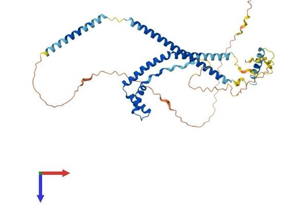 SMARCE1 Protein (AA 1-411) (His tag)