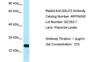 Western Blotting (WB) image for anti-SSU72 RNA Polymerase II CTD Phosphatase Homolog (SSU72) (C-Term) antibody (ABIN2789887)