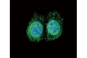 Confocal immunofluorescent analysis of Bcl-2 antibody with HeLa cells followed by Alexa Fluor 488-conjugated goat anti-rabbit lgG (green). (Bcl-2 Antikörper  (AA 75-110))