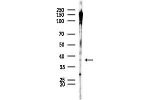 anti-Casein Kinase 1, alpha 1 (CSNK1A1) (pTyr294) antibody