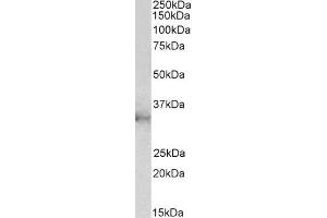 EB12398 (2µg/ml) staining of U937 lysate (35µg protein in RIPA buffer).