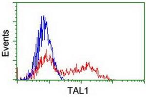HEK293T cells transfected with either RC222628 overexpress plasmid (Red) or empty vector control plasmid (Blue) were immunostained by anti-TAL1 antibody (ABIN2455267), and then analyzed by flow cytometry. (TAL1 Antikörper)