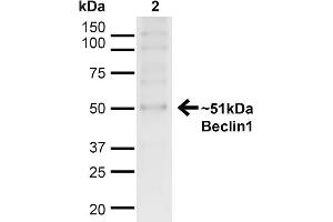 Western blot analysis of Human HeLa cell lysates showing detection of ~51kDa Beclin 1 protein using Rabbit Anti-Beclin 1 Polyclonal Antibody . (Beclin 1 Antikörper  (C-Term))