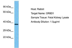 Host: Rabbit Target Name: OR8D1 Sample Type: Fetal Kidney lysates Antibody Dilution: 1. (OR8D1 Antikörper  (C-Term))