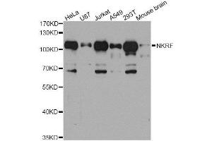 Western blot analysis of extracts of various cell lines, using NKRF antibody. (NKRF Antikörper  (AA 391-690))