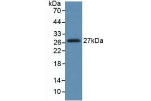 Western Blotting (WB) image for anti-Hepatocyte Growth Factor (Hepapoietin A, Scatter Factor) (HGF) (AA 495-728) antibody (ABIN7425623)