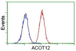Image no. 3 for anti-Acyl-CoA Thioesterase 12 (ACOT12) antibody (ABIN1496417) (ACOT12 Antikörper)