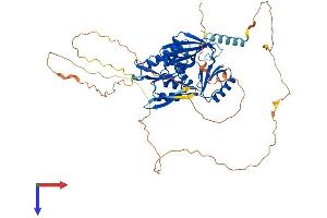Synapsin III Protein (SYN3) (AA 1-580) (His tag)