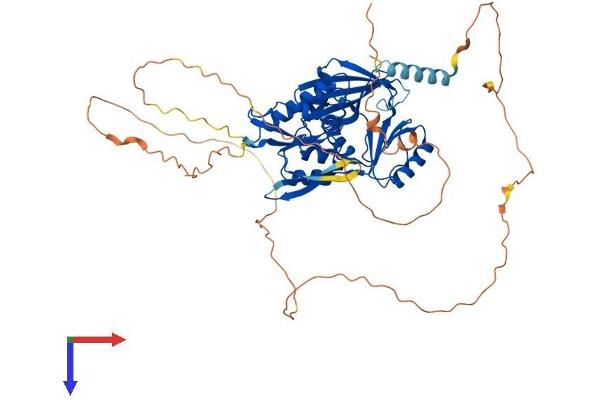 Synapsin III Protein (SYN3) (AA 1-580) (His tag)
